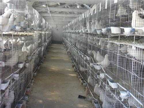 2017养鸽子赚钱吗?2017养鸽子前景及市场价格行情分析