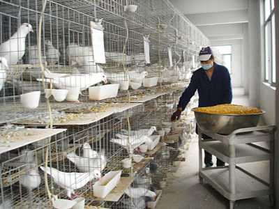 2017养鸽子赚钱吗?2017养鸽子前景及市场价格行情分析