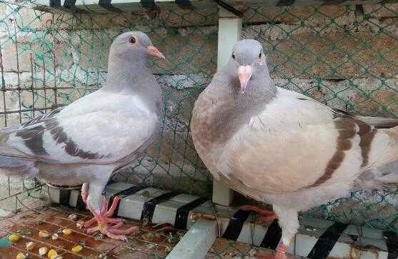 2017养鸽子赚钱吗?2017养鸽子前景及市场价格行情分析
