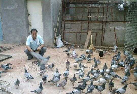 2017养鸽子赚钱吗?2017养鸽子前景及市场价格行情分析
