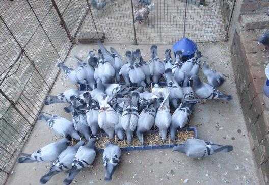 2017养鸽子赚钱吗?2017养鸽子前景及市场价格行情分析