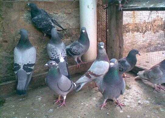 2017养鸽子赚钱吗?2017养鸽子前景及市场价格行情分析