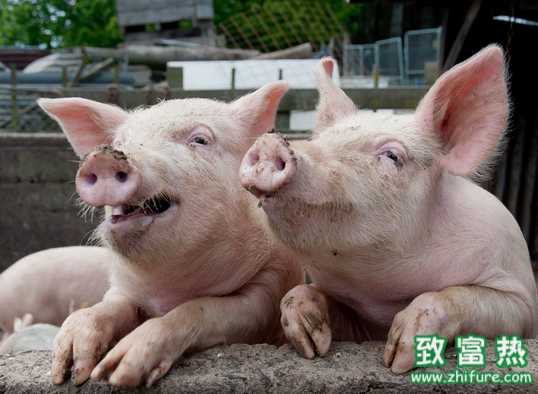 猪场口蹄疫的预防