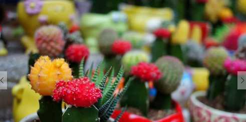 室内放盆栽需要注意什么 哪些盆栽有助于改善室内空气