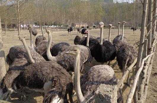 2017养鸵鸟赚钱吗？2017养鸵鸟前景及市场价格行情分析