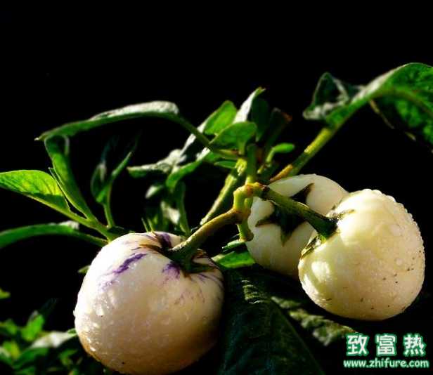 人参果能不能吃，怎么吃最好？