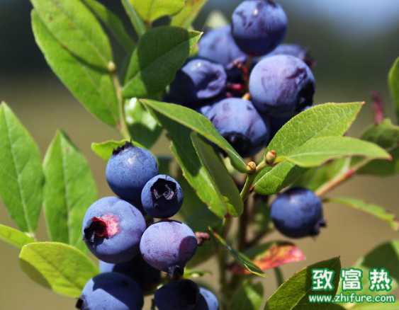 吃蓝莓的好处是什么，多吃蓝莓能改善视力吗？