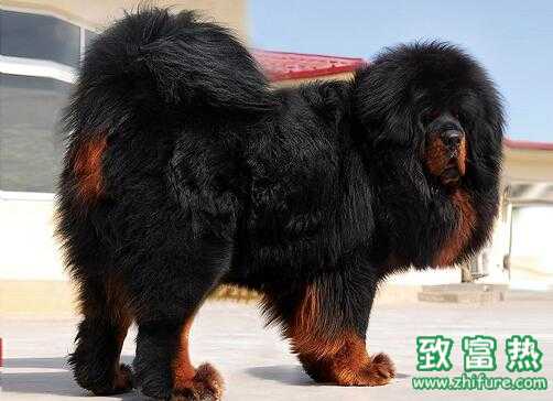 2017养藏獒赚钱吗?2017养藏獒前景及市场价格行情分析