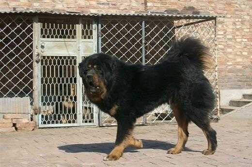 2017养藏獒赚钱吗?2017养藏獒前景及市场价格行情分析