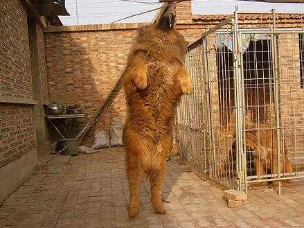 2017养藏獒赚钱吗?2017养藏獒前景及市场价格行情分析