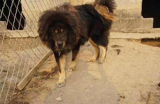 2017养藏獒赚钱吗?2017养藏獒前景及市场价格行情分析