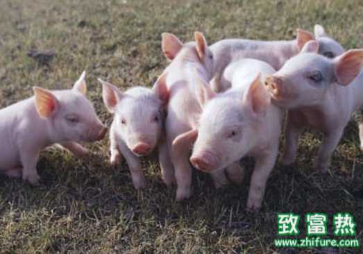 10个养猪常识性问题!你能答上几个?