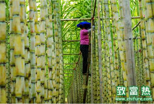 2000多亩蔗田减产近五成 是怎么了