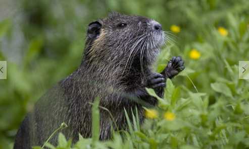 海狸鼠的营养价值和功效 海狸鼠和海狸有什么区别