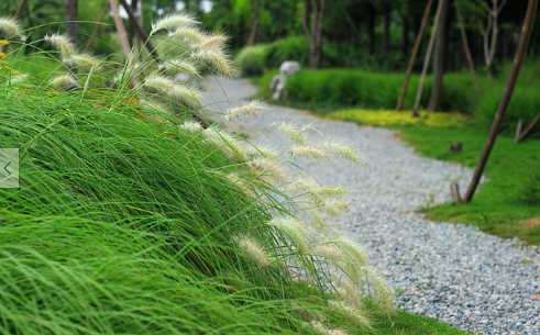狼尾草的主要危害和防治办法