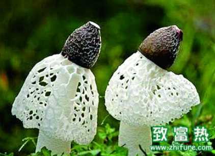 竹荪的营养价值和功效 竹荪的食用方法