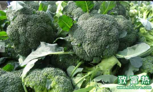 西兰花的营养价值和功效 西兰花的根茎可以食用吗
