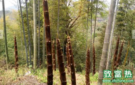 竹笋的营养价值和功效 哪个季节的竹笋最好吃