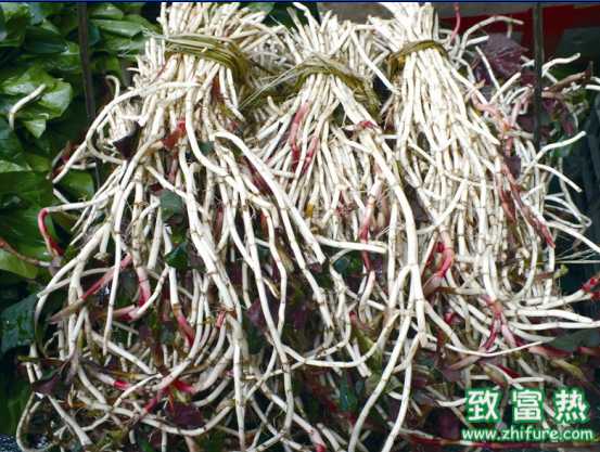 鱼腥草治疗鼻炎的方法 鱼腥草的副作用有哪些