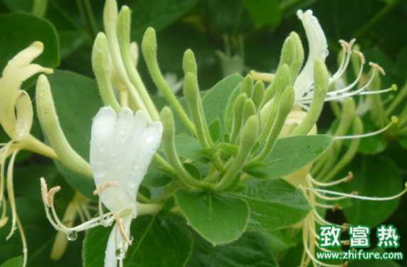 金银花泡水可治疗湿疹吗？具体怎么做？