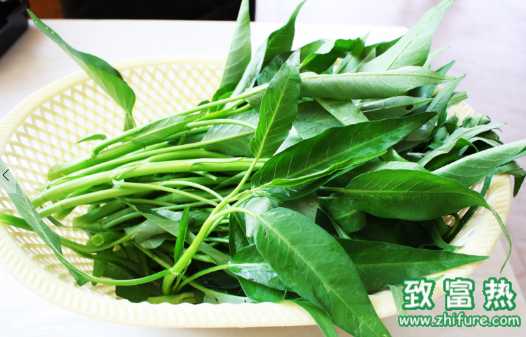 空心菜的营养价值和功效 空心菜的选购和储存方法