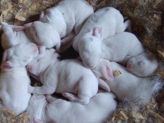 2017养兔子赚钱吗?2017养兔子前景及市场价格行情分析