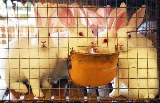 2017养兔子赚钱吗?2017养兔子前景及市场价格行情分析