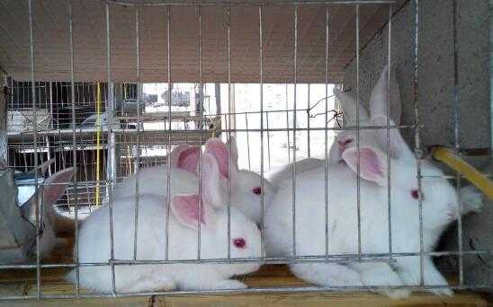 2017养兔子赚钱吗?2017养兔子前景及市场价格行情分析