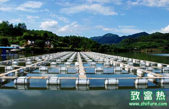 网箱养殖鱼防病措施