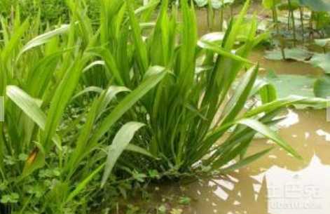 苦草的用途 养殖苦草该如何防治病虫