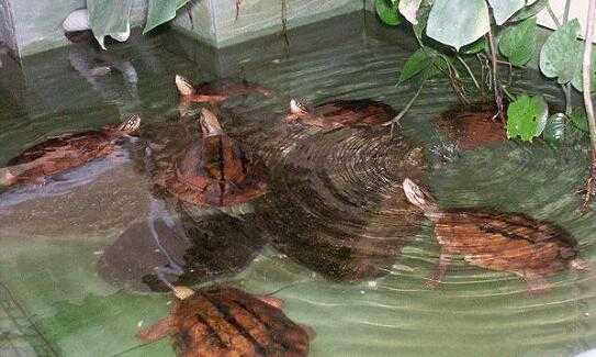 2017养金钱龟赚钱吗?2017养金钱龟前景及市场价格行情分析