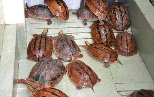 2017养金钱龟赚钱吗?2017养金钱龟前景及市场价格行情分析