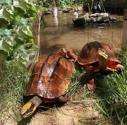 2017养金钱龟赚钱吗?2017养金钱龟前景及市场价格行情分析