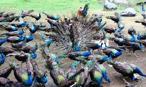 2017养孔雀赚钱吗?2017养孔雀前景及市场价格行情分析