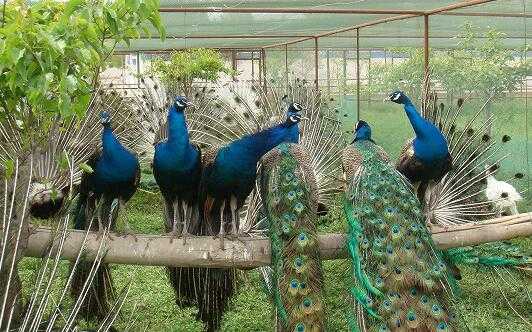 2017养孔雀赚钱吗?2017养孔雀前景及市场价格行情分析