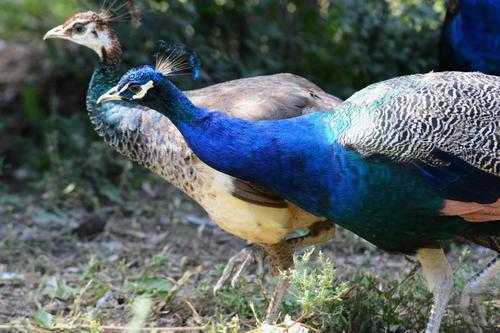 2017养孔雀赚钱吗?2017养孔雀前景及市场价格行情分析