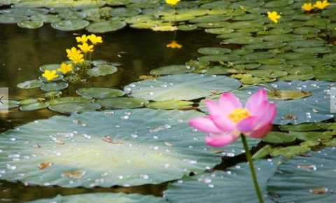 荇菜的主要用途 荇菜绿豆粥的做法