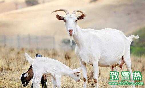 2017养山羊赚钱吗?2017养山羊前景及市场价格行情分析