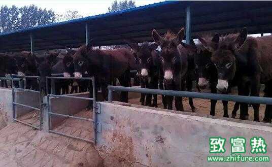 2017养驴赚钱吗？2017养驴前景及市场价格行情分析