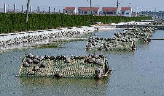 2017养甲鱼赚钱吗?2017养甲鱼前景及市场价格行情分析