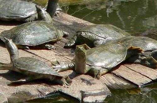 2017养甲鱼赚钱吗?2017养甲鱼前景及市场价格行情分析