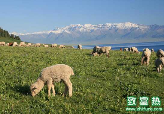 羊需要什么样的营养