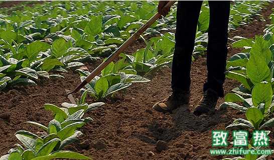 正确使用水溶肥