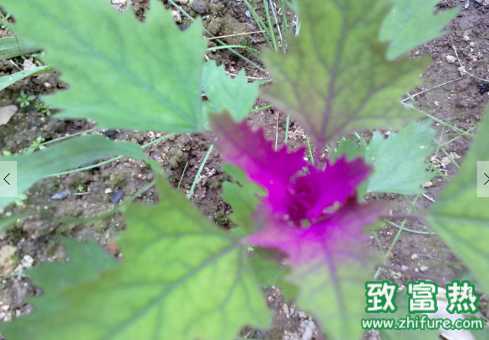 鹧鸪菜的功效 鹧鸪菜主治疾病有哪些