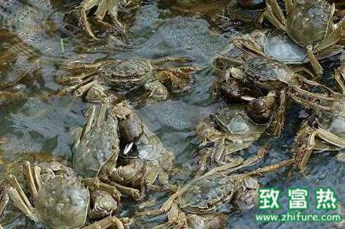 2017养蟹赚钱吗？2017养蟹前景及市场价格行情分析