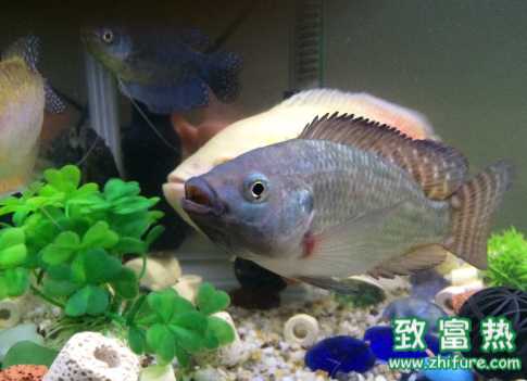 罗非鱼的营养价值 罗非鱼的做法