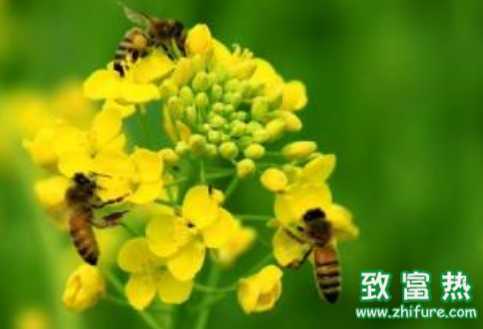 被蜂蛰了后该怎么办