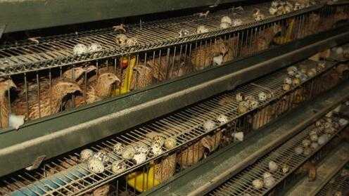 2017养鹌鹑赚钱吗?2017养鹌鹑前景及市场价格行情分析