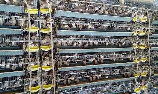 2017养鹌鹑赚钱吗?2017养鹌鹑前景及市场价格行情分析