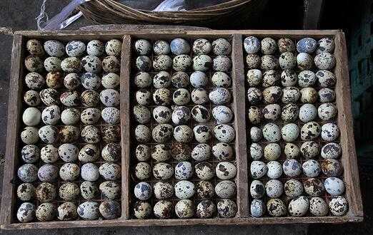 2017养鹌鹑赚钱吗?2017养鹌鹑前景及市场价格行情分析